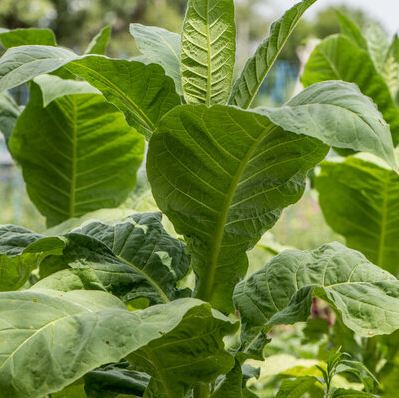 Oriental smoking tobacco Djebel 174